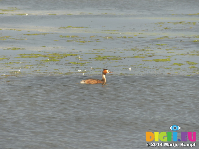 FZ005717 Great crested grebe (Podiceps cristatus)